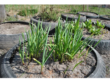 ��������� ���