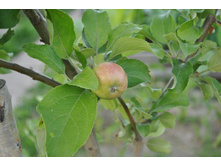 ������ �������. 2012