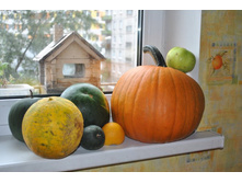 ������ 2012