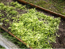 ����� �� ������