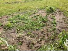 ��� ���� ������� ((