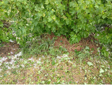 ������������ ���� ��� ������ ((