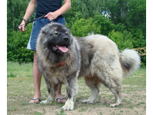 ����������� 003.jpg