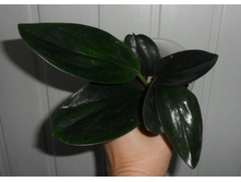 ���������� Blue Velvet.jpg