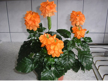 ���������� - ������ ��������