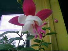 ������ (���)