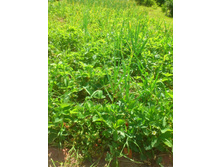 ��������� �������� - 5 �����