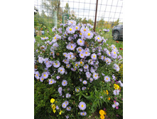 ����� ��������������� ���� �������