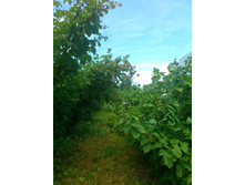 ������ - ���������