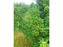  ������� ���������