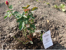 ����� �����.jpg