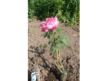 ������� 11�� 1.jpg