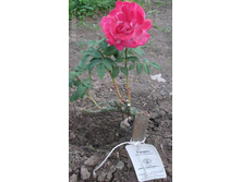 ������� 12��.jpg