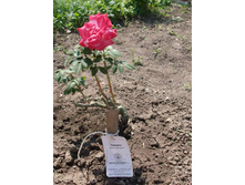 ������� ���.jpg