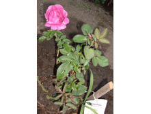 �����  ����.jpg