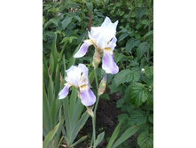 ���� ����-�������