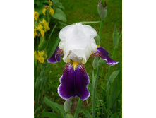 ���� ����-�������