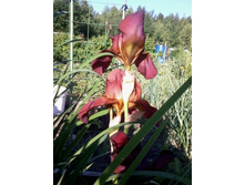 ���� ��������