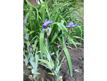 ���� ����� �������