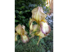 ���� �������-�������