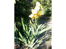 ���� ������ �������