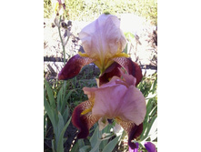 ���� ��������-��������