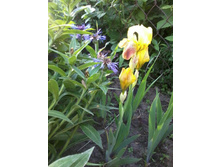 ���� �����-���������� ������