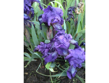 ���� ����� ������