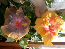 Susan Schlueter - Persian Rug