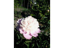 ������� ����