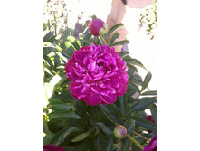 ���� ������ ��������_����