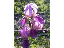 ���� ��������� �������