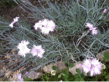 �������� �������� �����-�������