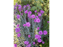 �������� �������� �������