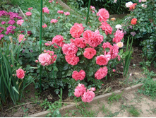 Rosarium Uetersen