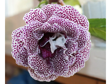 ������ �����