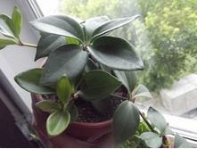 ����������� 042.jpg