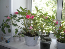 ��������� ��������