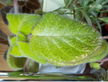 ������� Lilacina Viridis.JPG