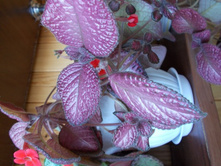 ������� Strawberry Mist.JPG