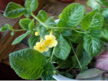 ������� Yellow Mist.JPG