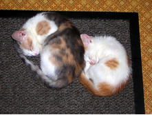 ���������� ���.JPG