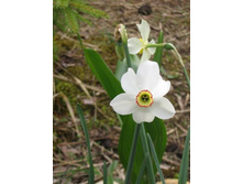 ������� �����������