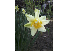 ������� ����� �������� ��������