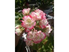 Apple Blossom Rosebud