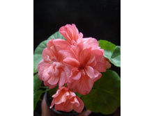  ��� ������������ Wendy Read