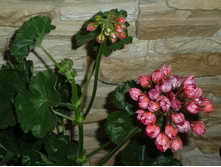 Victoria Andrea  (Tulip)  ����� ������ � ���� ��������� 