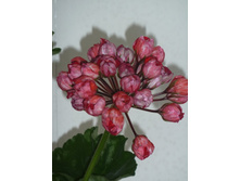 Victoria Andrea  (Tulip)  