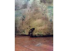 ����� ����