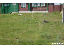 � ţ ����, ����...